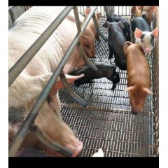 養豬網