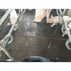 養豬網