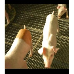 養豬網